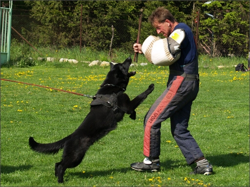 Dogs in training 5/2008